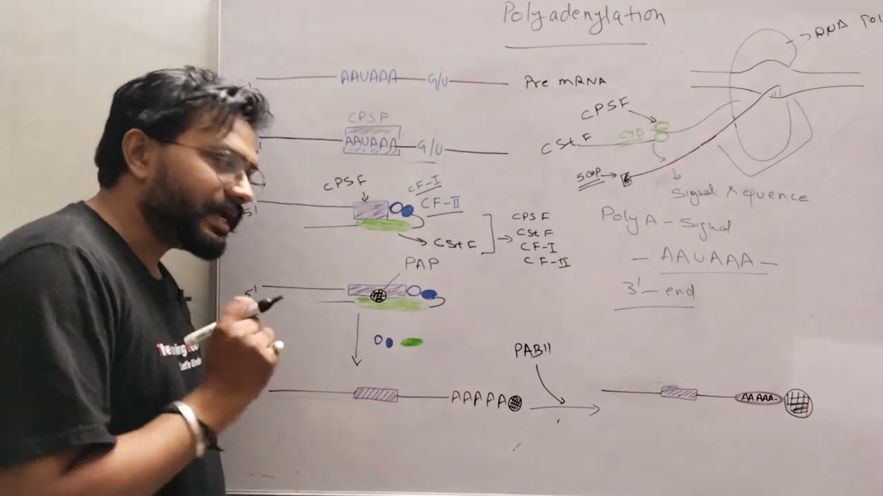 Polyadenylation