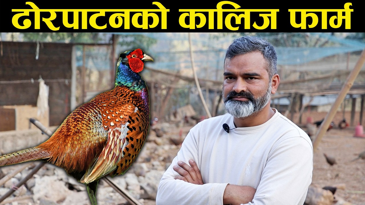 ढोरपाटनको कालिज फार्म - Dhorpatan Pheasant Farm