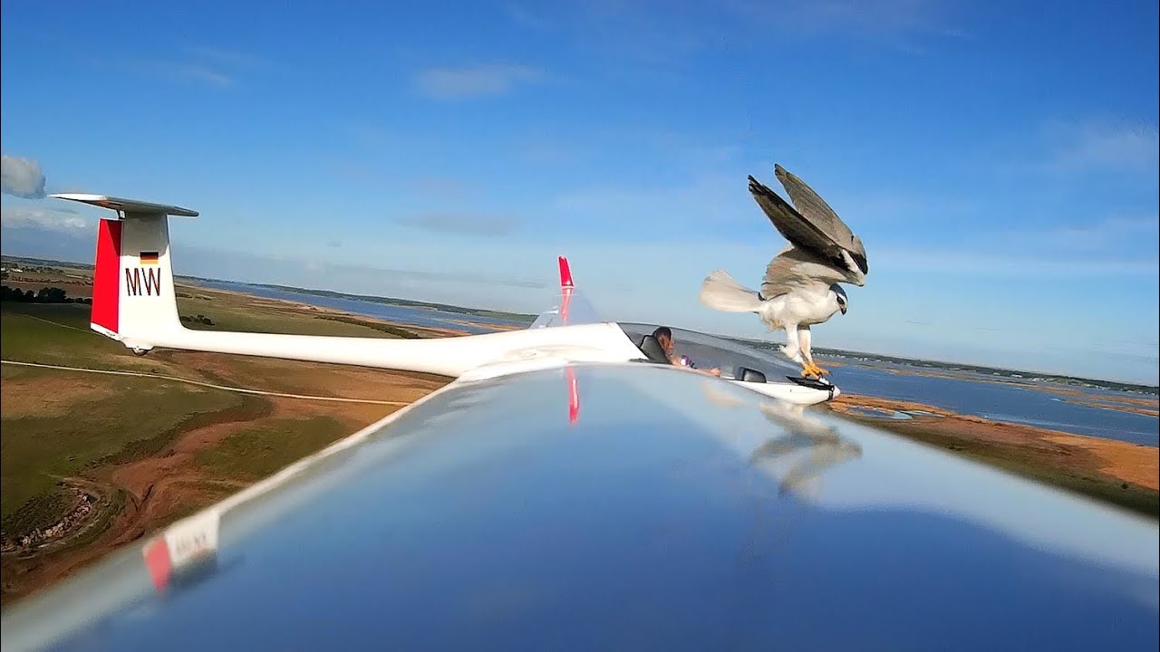 Hawks attack my DG808s 4 meter glider