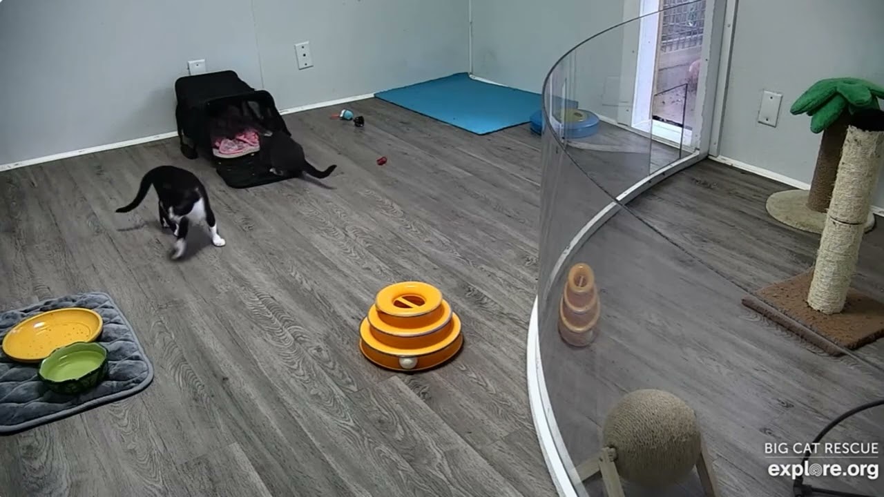 The kittens have left the building! Kittens Reese and Heath.