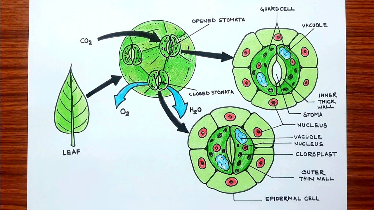 How to draw Stomata diagram easy CBSE | Opened and Closed Stoma diagram drawing colour |