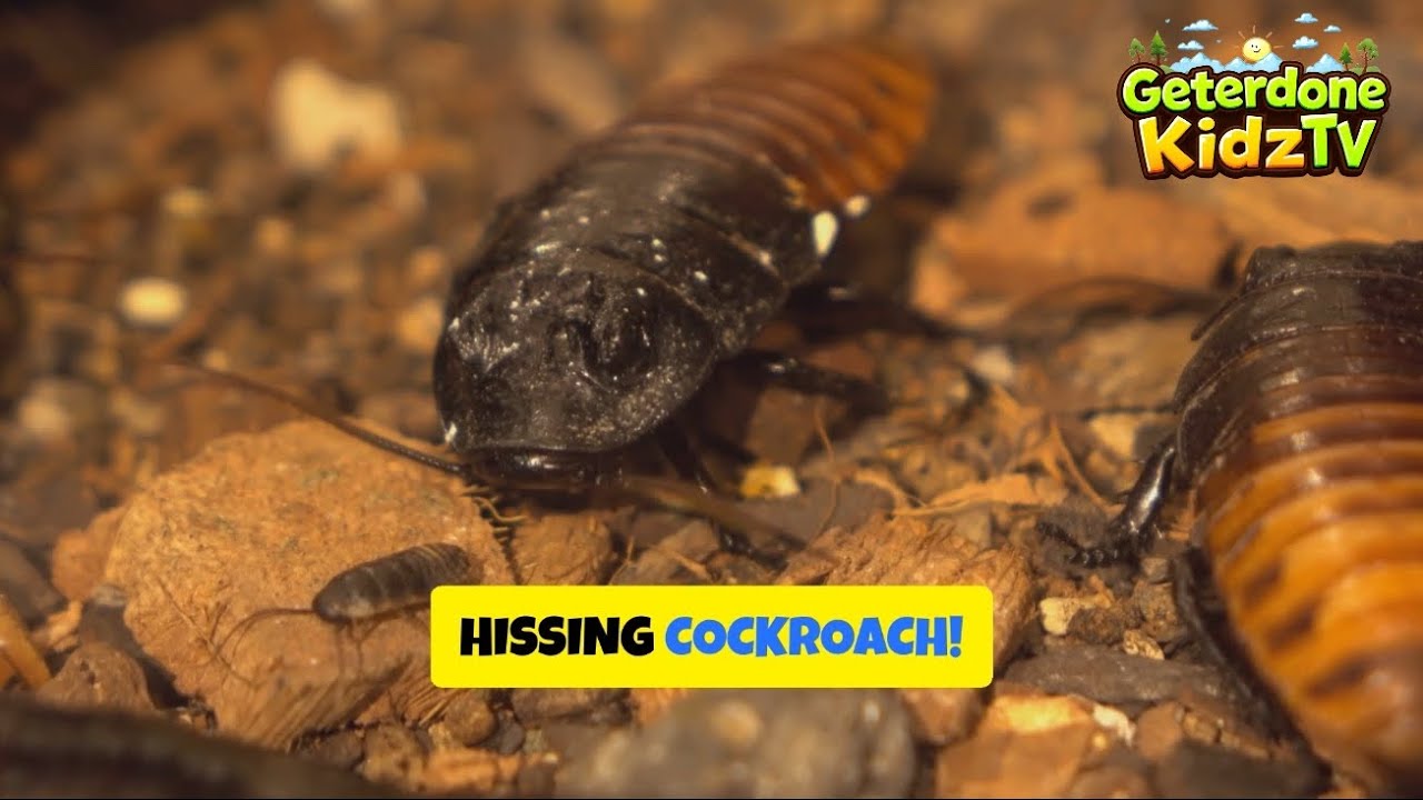 10 Wild Cockroach Facts Kids Will Love (Meet Rocky!)