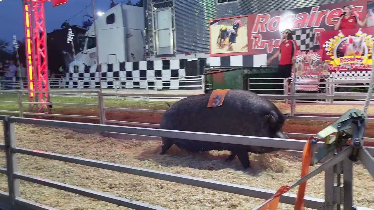 Rosaires Fat and Fast Pigs!! #BigPiggiRace  #atlanta #cummings #piggiesfun # #rosaire #rosairepigs