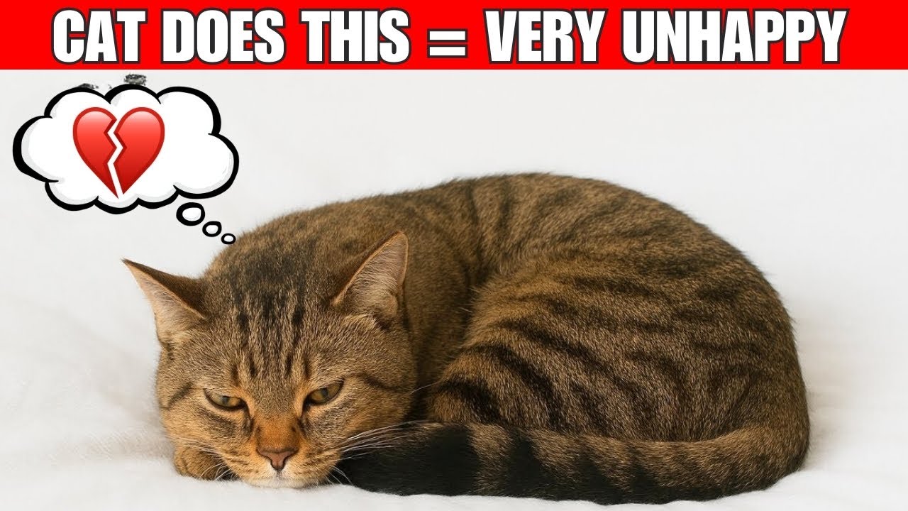 6 Sings Your Cat Is Extremely Unhappy