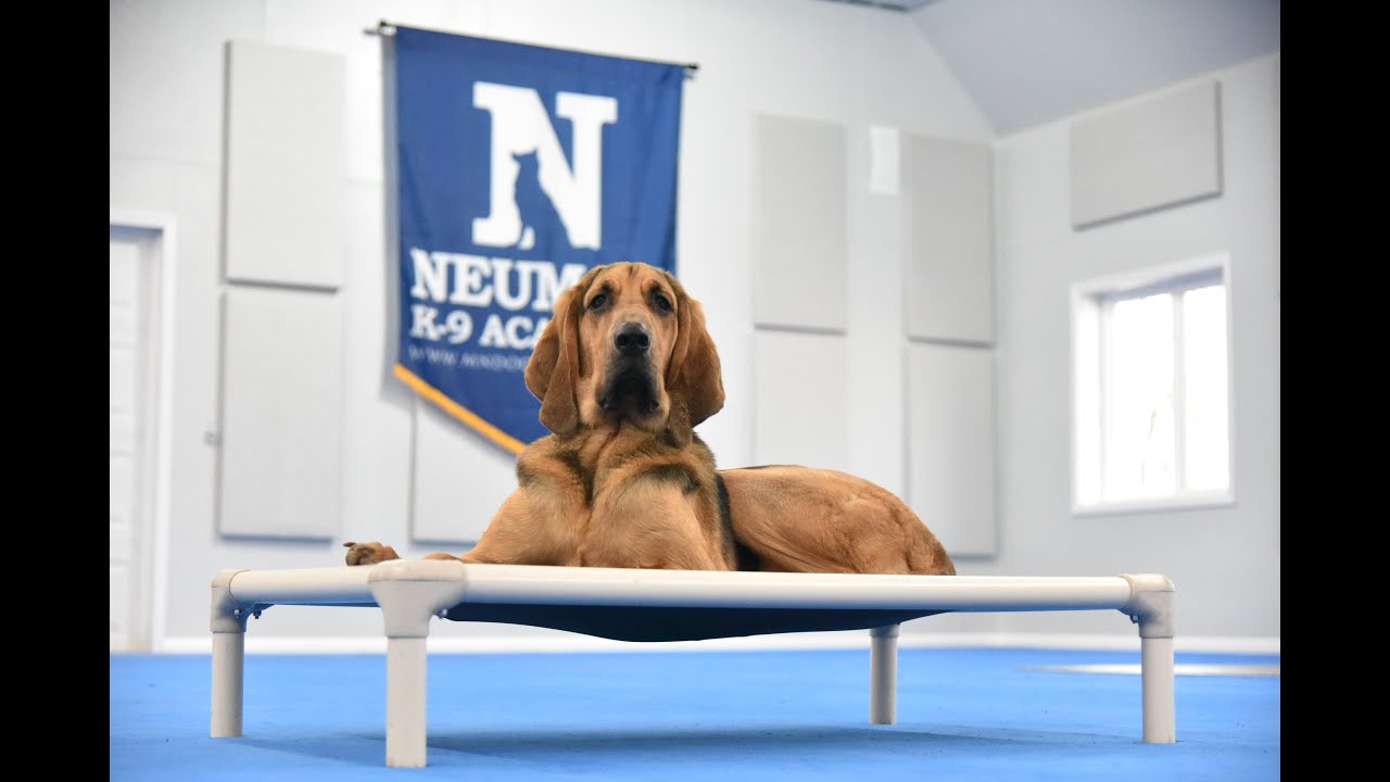 Hank (Bloodhound) Boot Camp Dog Training Video Demonstration