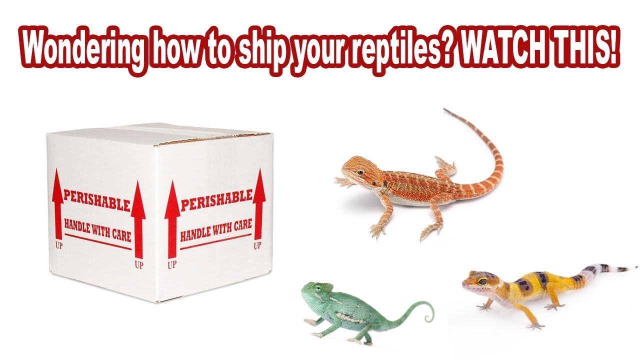 Reptile Shipping 101