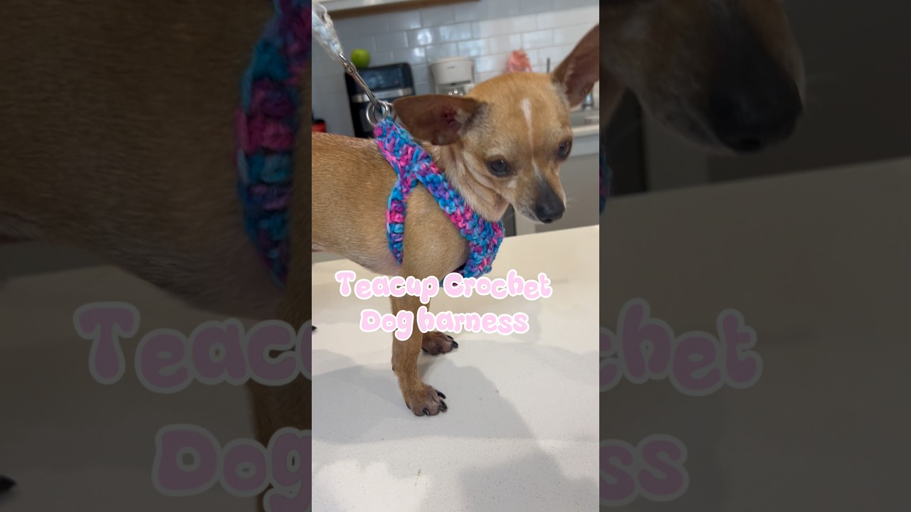 Вязаная шлейка для собак в виде чашки🎀