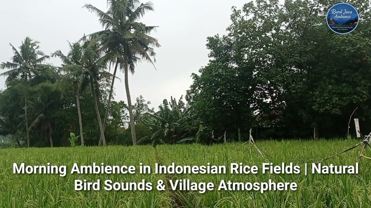 Peaceful Rice Field Morning in Rural Java | Birds Singing & Rooster Crowing 