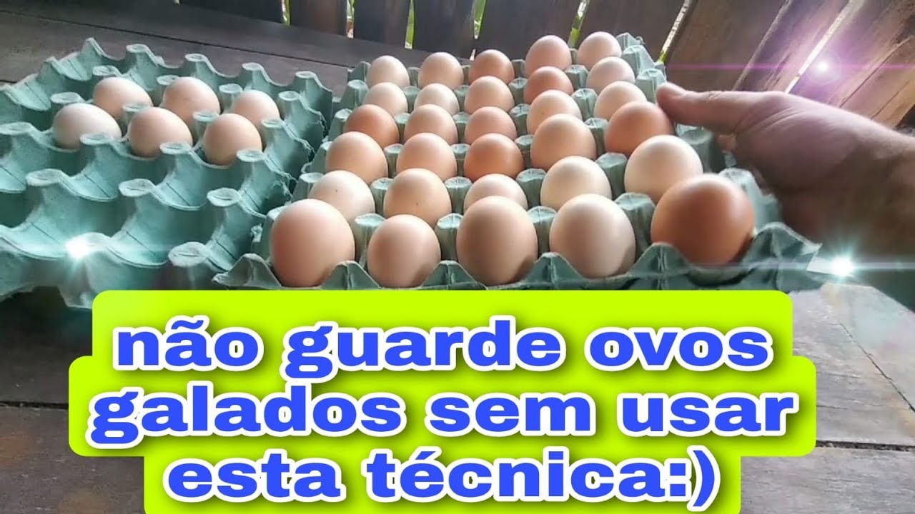 como guardar ovos para chocar na chocadeira 🥚🥚🥚🥚🥚🐓