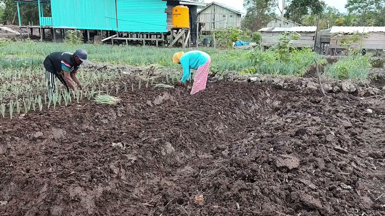 LANJUT PENANAMAN SETELAH PERAPIAN BEDENGAN 