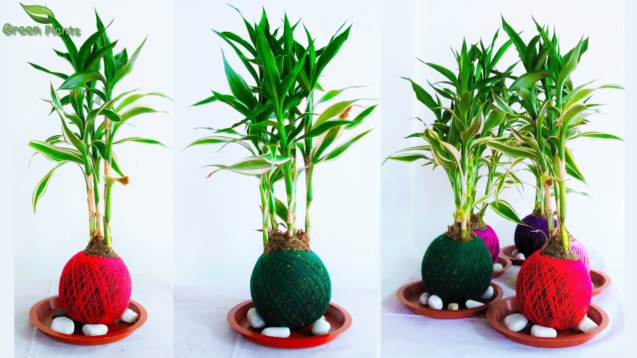Best Idea For Growing Lucky Bamboo in Indoor | Lucky Bamboo Kokedama Garden//GREEN PLANTS