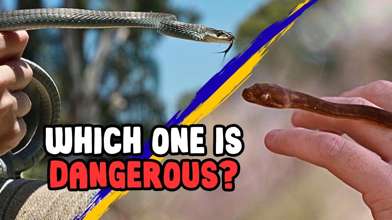 Australian Snakes Are Just built Different