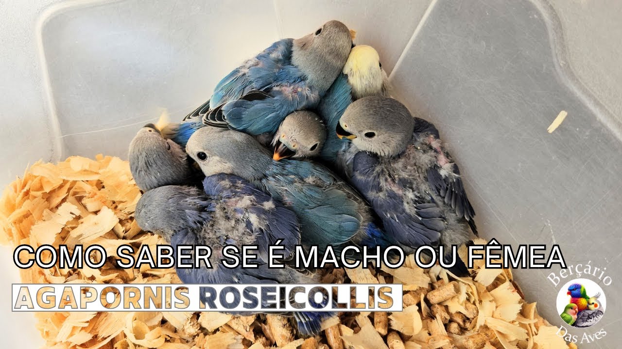 Como Saber Se o Filhote de Agapornis é Macho ou Fêmea