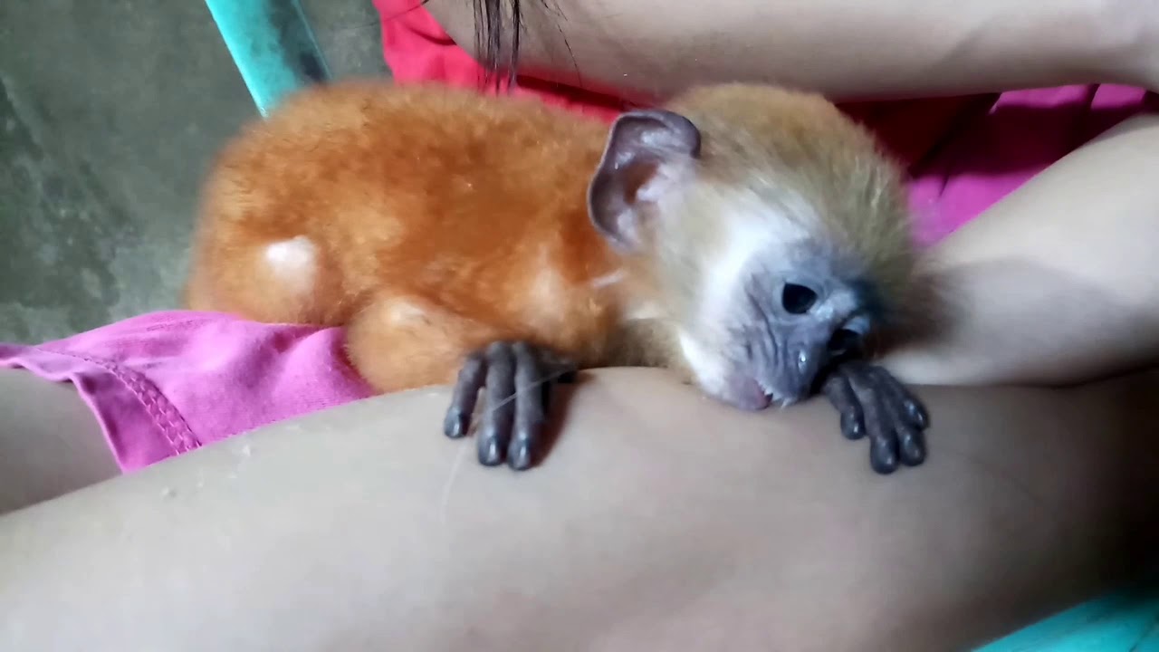 Dodo monyet lucu ngantuk tapi masih lapar