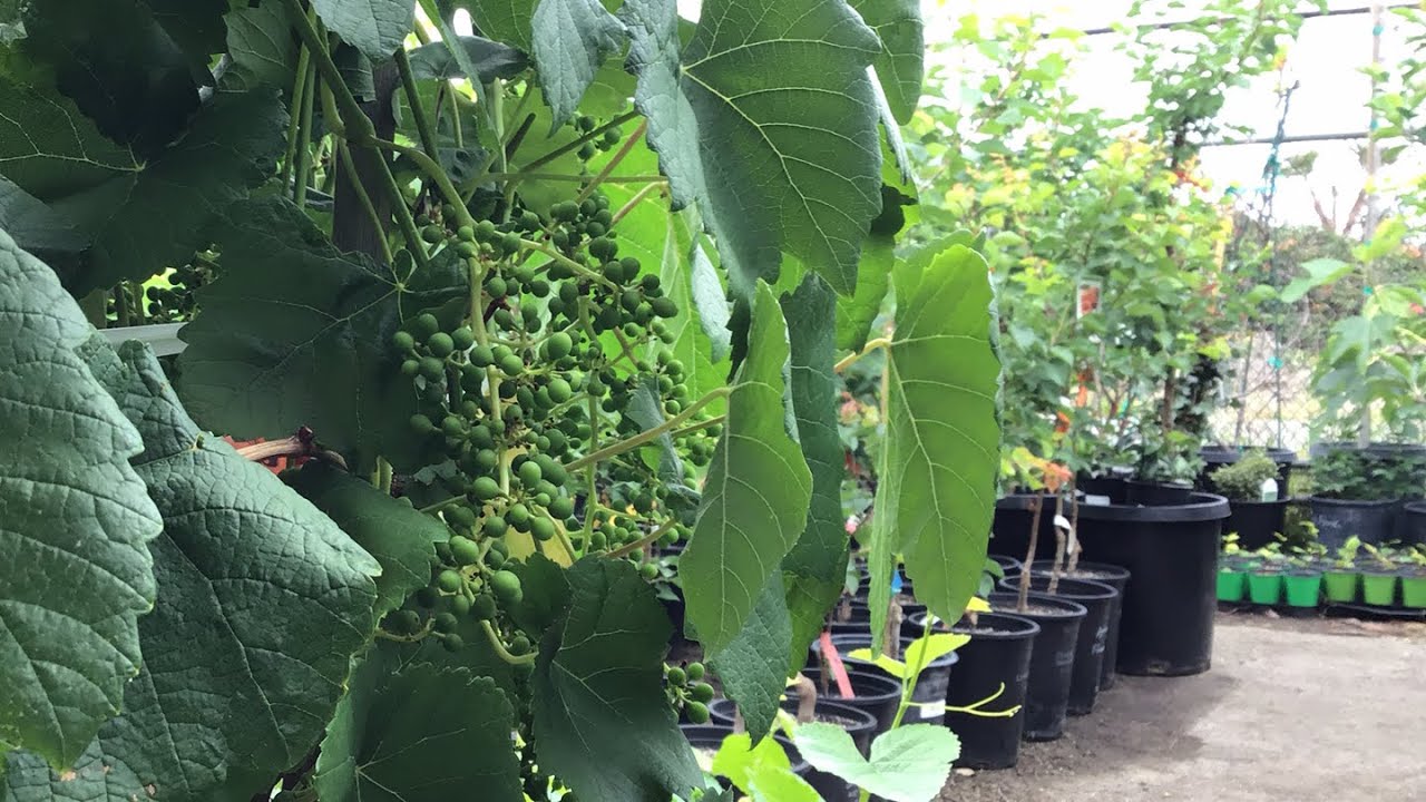 Growing Grapes