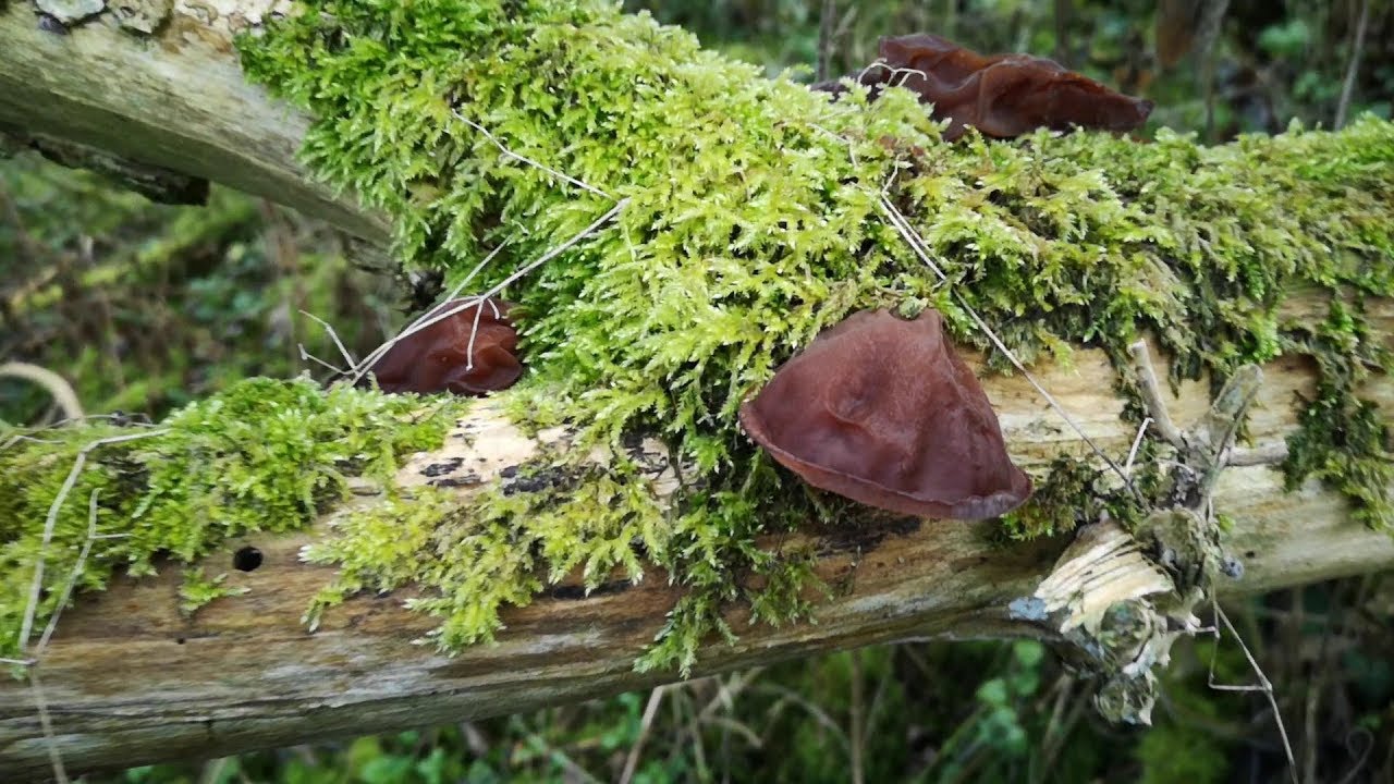 Foraging for Wood Ear fungus
