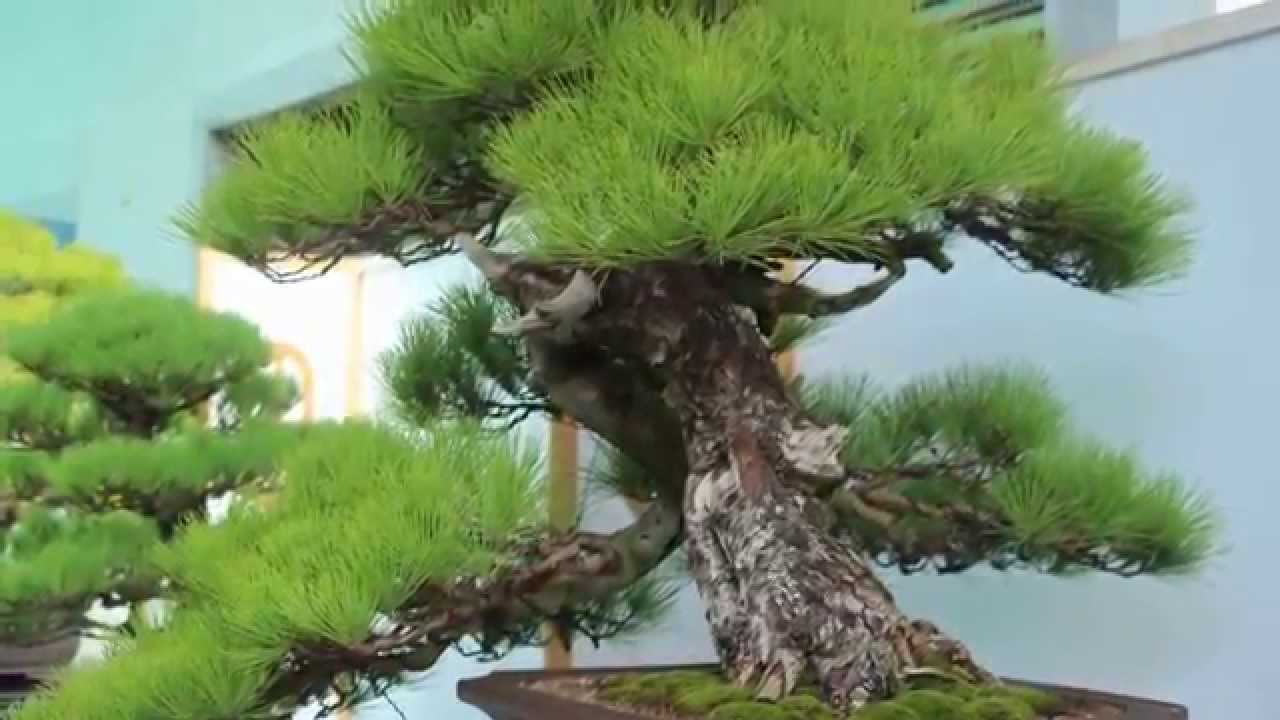 文創藝術盆栽展