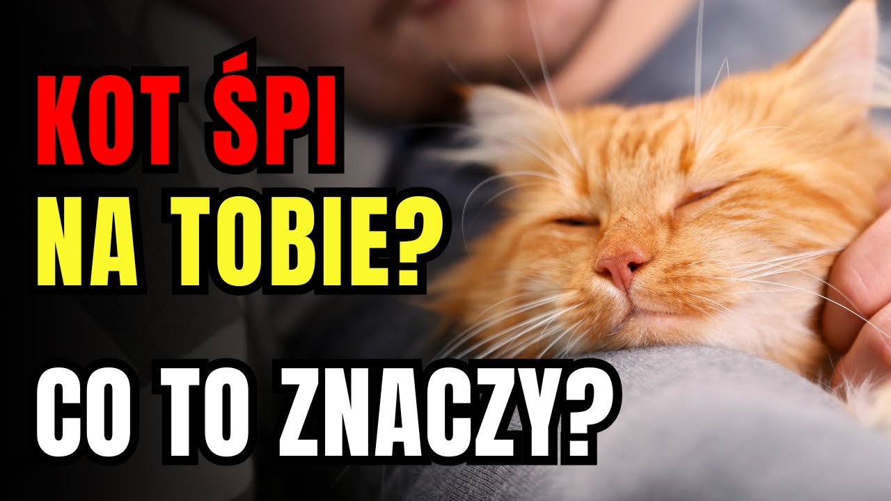 Co Oznacza, Że Kot Śpi Na Tobie? Czy To Miłość Czy Przypadek?