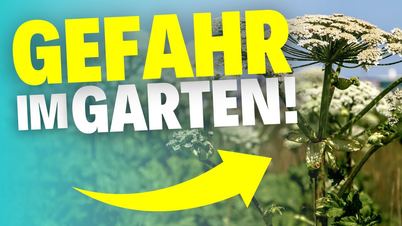 10 Pflanzen, die in Deutschland streng verboten sind &ndash; und warum!