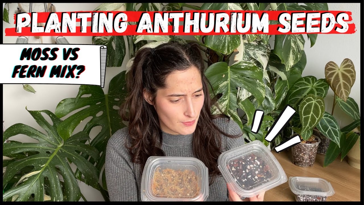 PLANTING ANTHURIUM SEEDS: Trying out different methods
