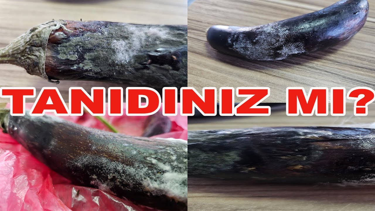 PATLICANIN CANINI YAKAN AMANSIZ HASTALIĞI TANIDINIZ MI? #uzaktantarımsaldanışmanlık #patlıcan