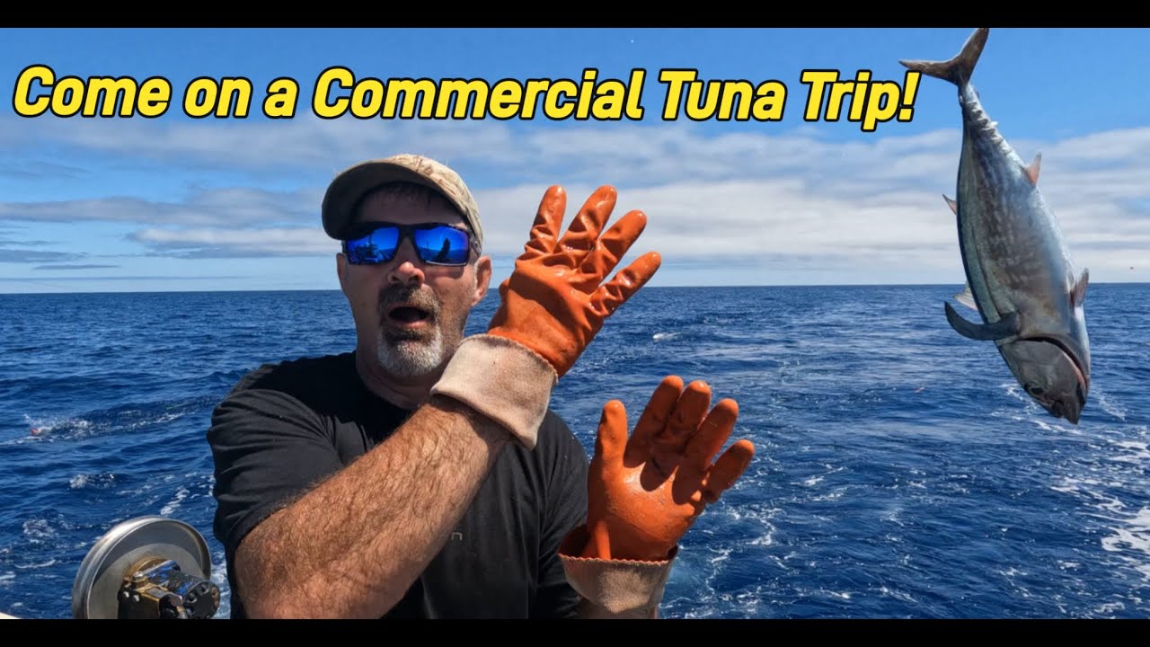 Albacore Tuna Commercial Trolling  4K NO PEANUTS HERE