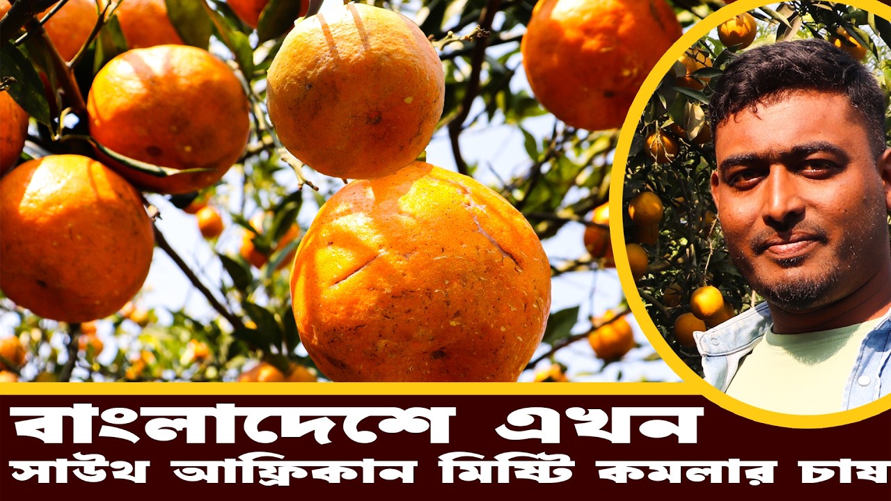 বাংলাদেশে এখন সাউথ আফ্রিকান মিষ্টি কমলার চাষ  | বাজিমাৎ করছে চুয়াডাঙ্গার সজল | Orange Farming
