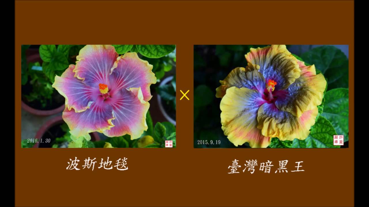 扶桑花育種