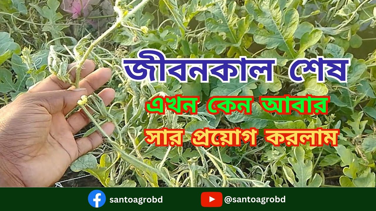 তরমুজ গাছে কেন আবার সার দিলাম। তরমুজ চাষে সার প্রয়োগ পদ্ধতি | তরমুজ চাষে সারের পরিমাণ।Santo Agro BD
