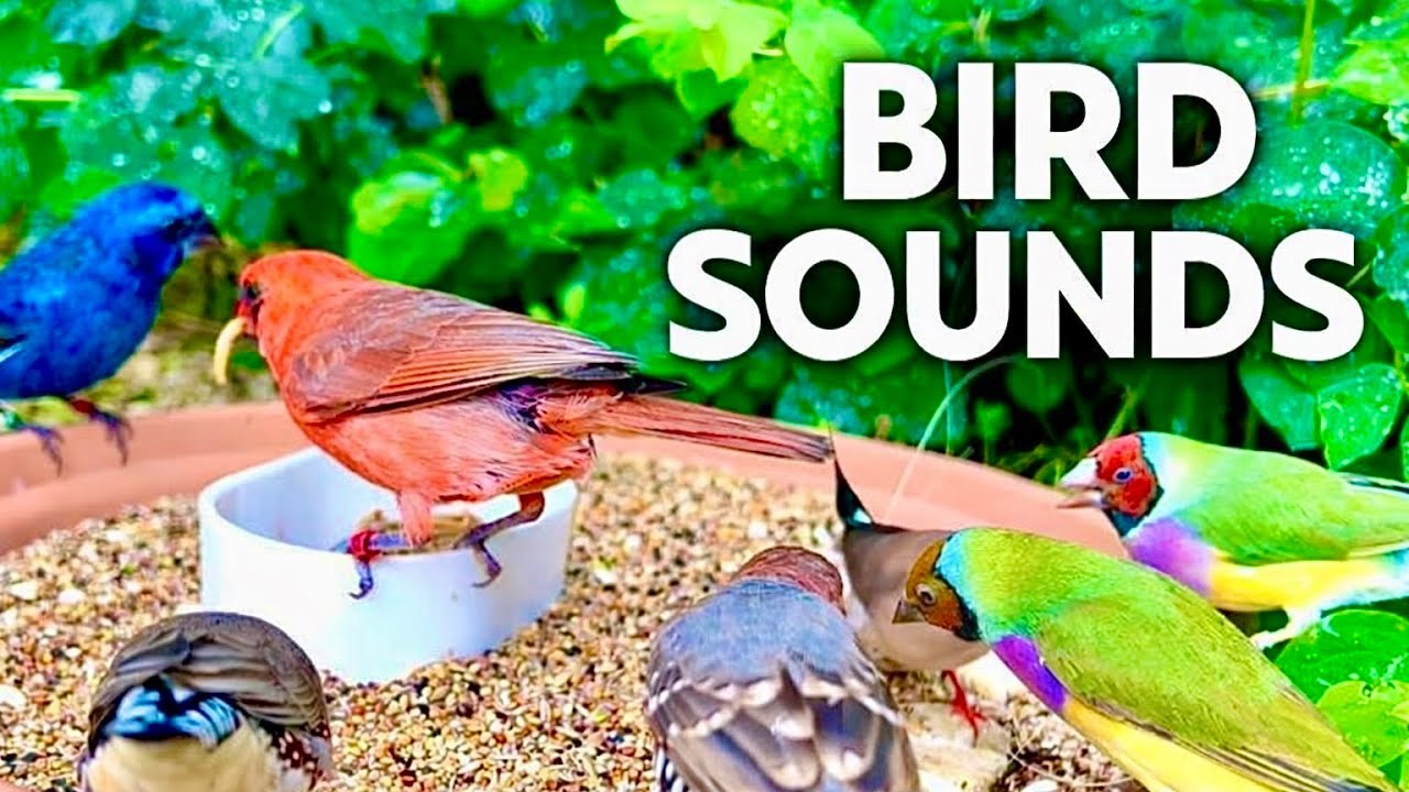 3 Hours of Birds, Bird Sounds and Bird Song | Finches and Softbills