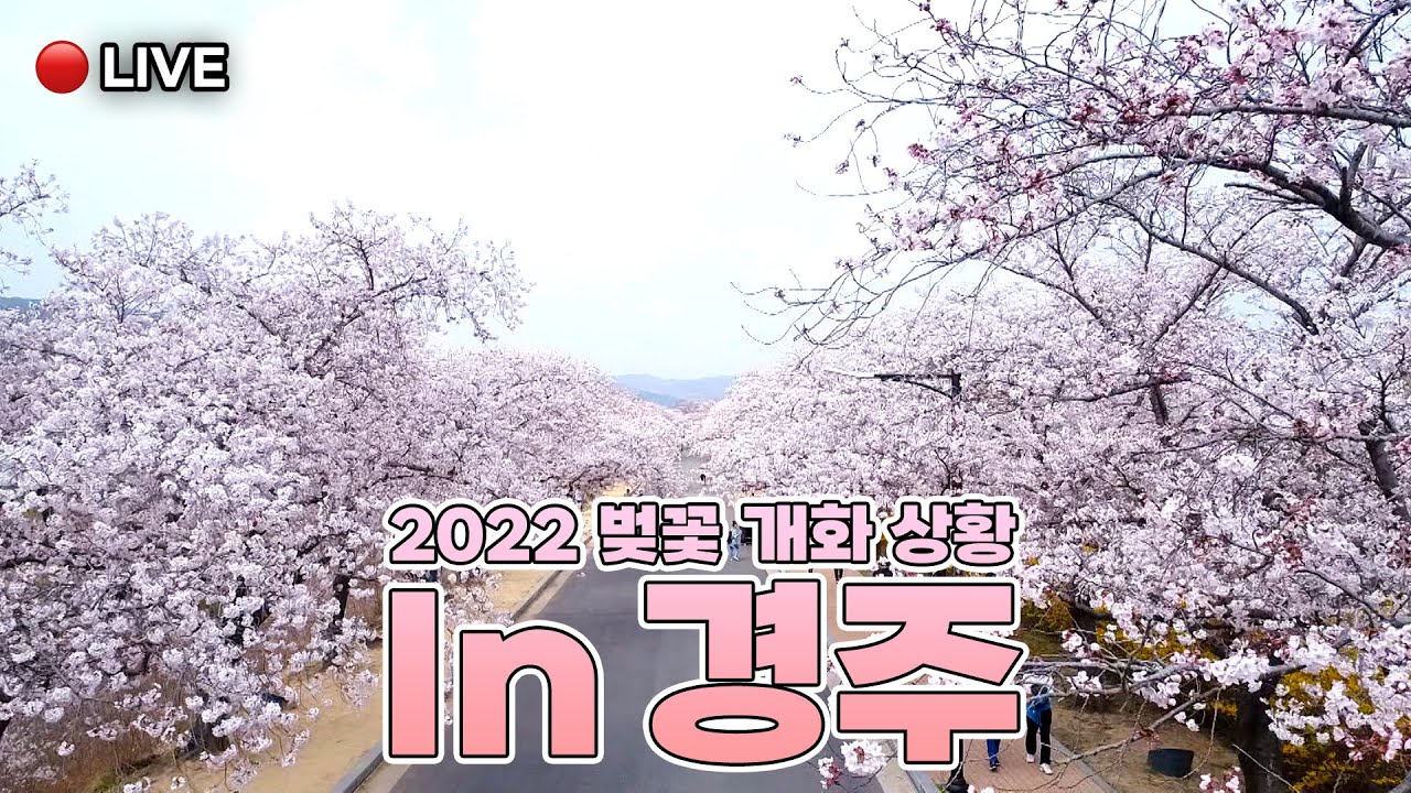 [🔴 Live] 2022 경주 벚꽃 실시간 개화현장 라이브 in 경주 대릉원