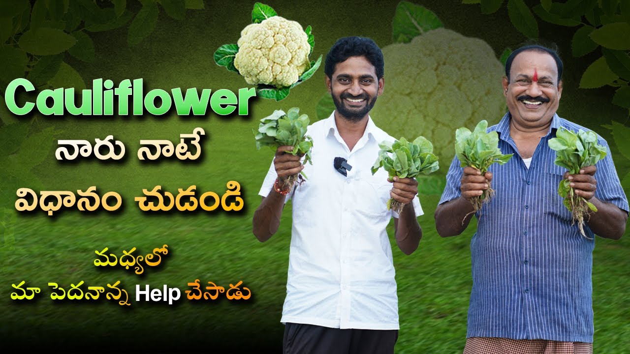 Cauliflower నారు నాటే విధానం చుడండి || Cauliflower Farming ||