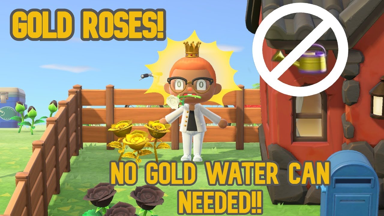 How to get gold roses animal crossing new horizons| WITHOUT GOLD WATERING CAN