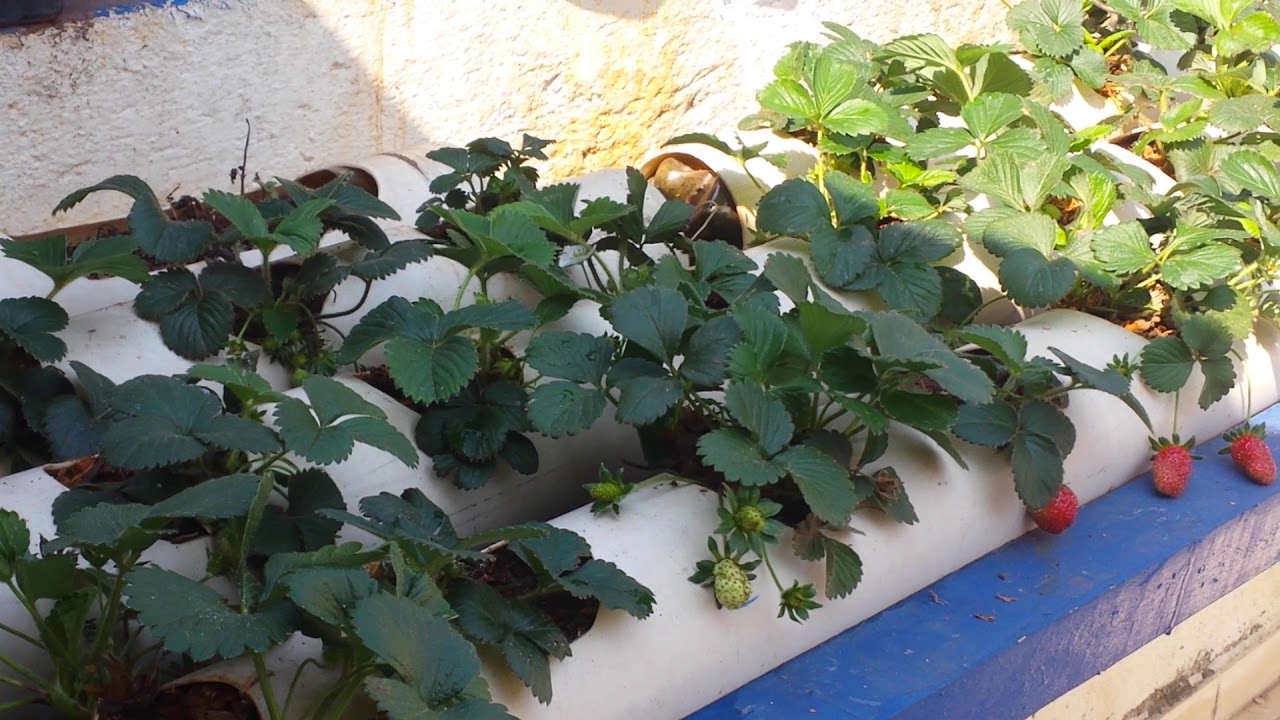 Como plantar morango de maneira simples!