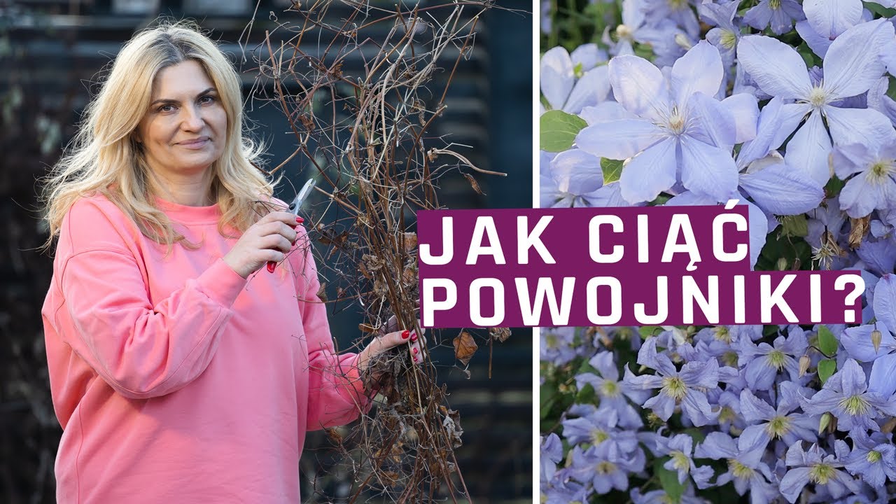 Cięcie powojników - jak ciąć clematisy? Prace ogrodowe wiosną.