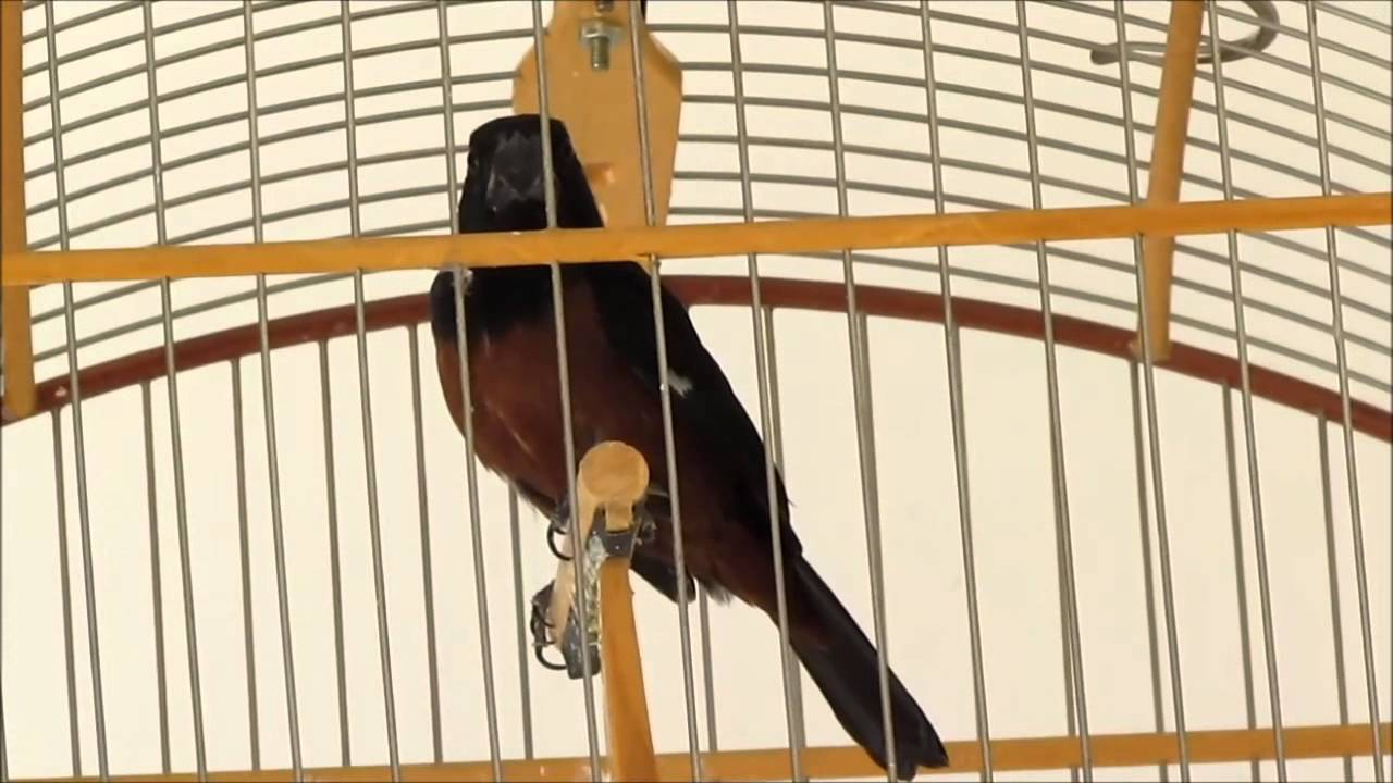 Curió Espartacus