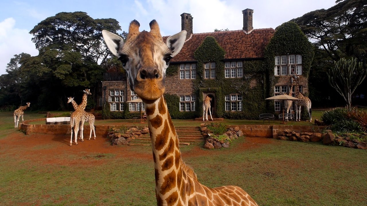 Helicam International HD: Giraffe Manor - Preview