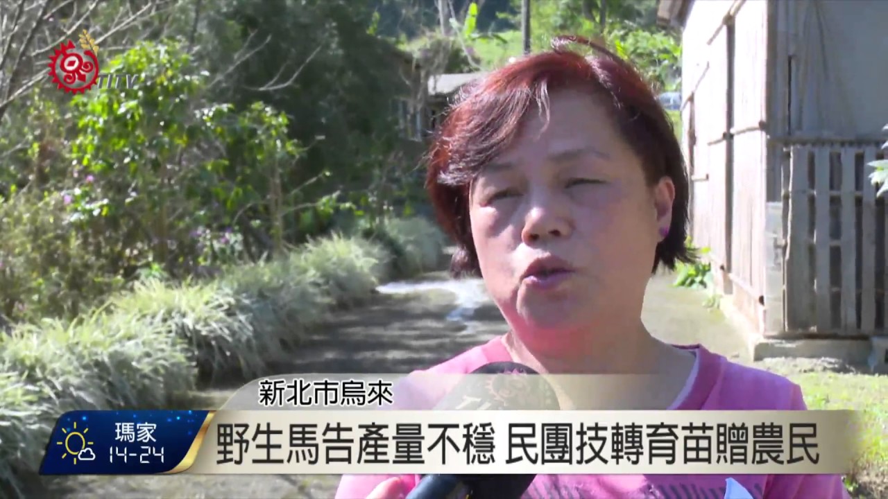 野生馬告產量不穩 技轉培育樹苗 2017-02-15 TITV 原視新聞