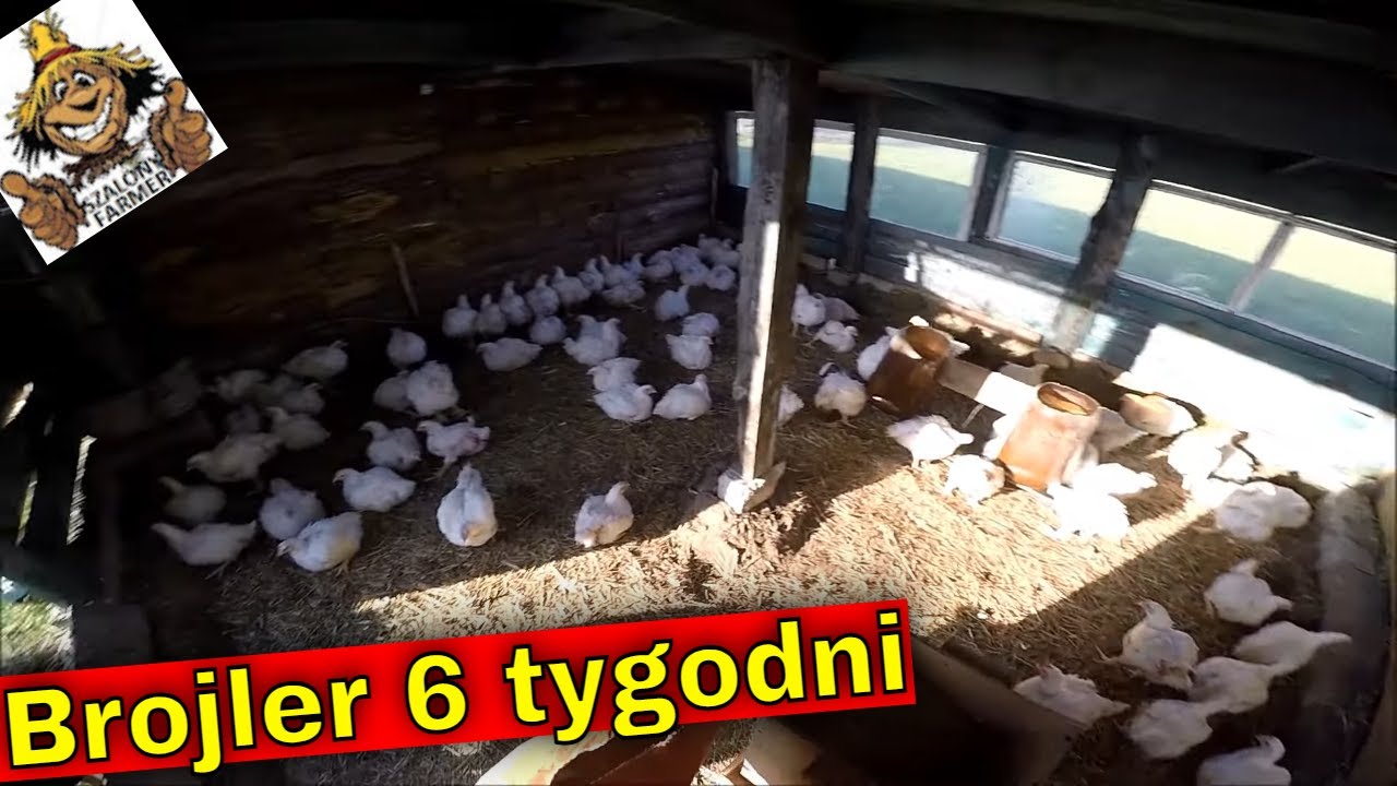 Brojlery, tucz właściwy trawą...