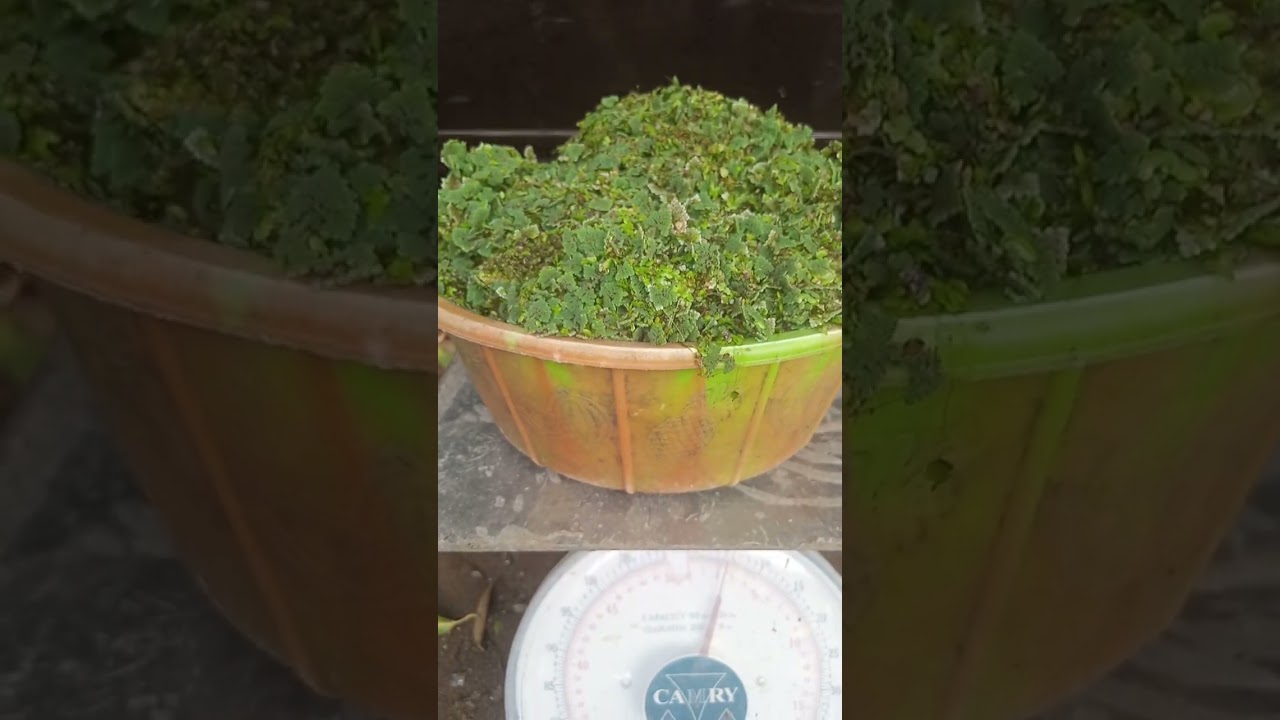 08033193602  Azolla seeds measured in 2kg for planting in Nigeria