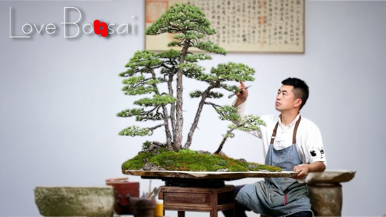 Black Pine Forest | The Process Of Creating A Bonsai Tree #bonsai #garden #lovebonsai #bonsaitree