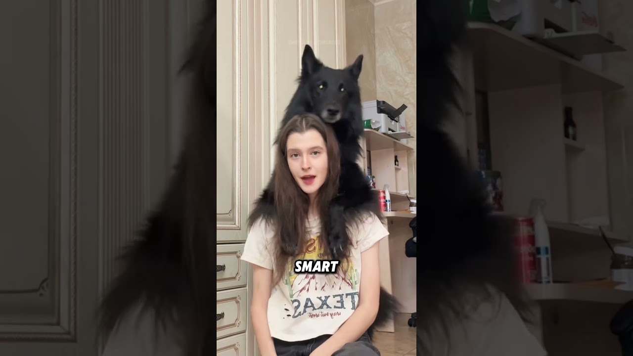 &ldquo;Belgian Shepherd Dog&rdquo;🐕#animals #funnyanimal #cool #dog