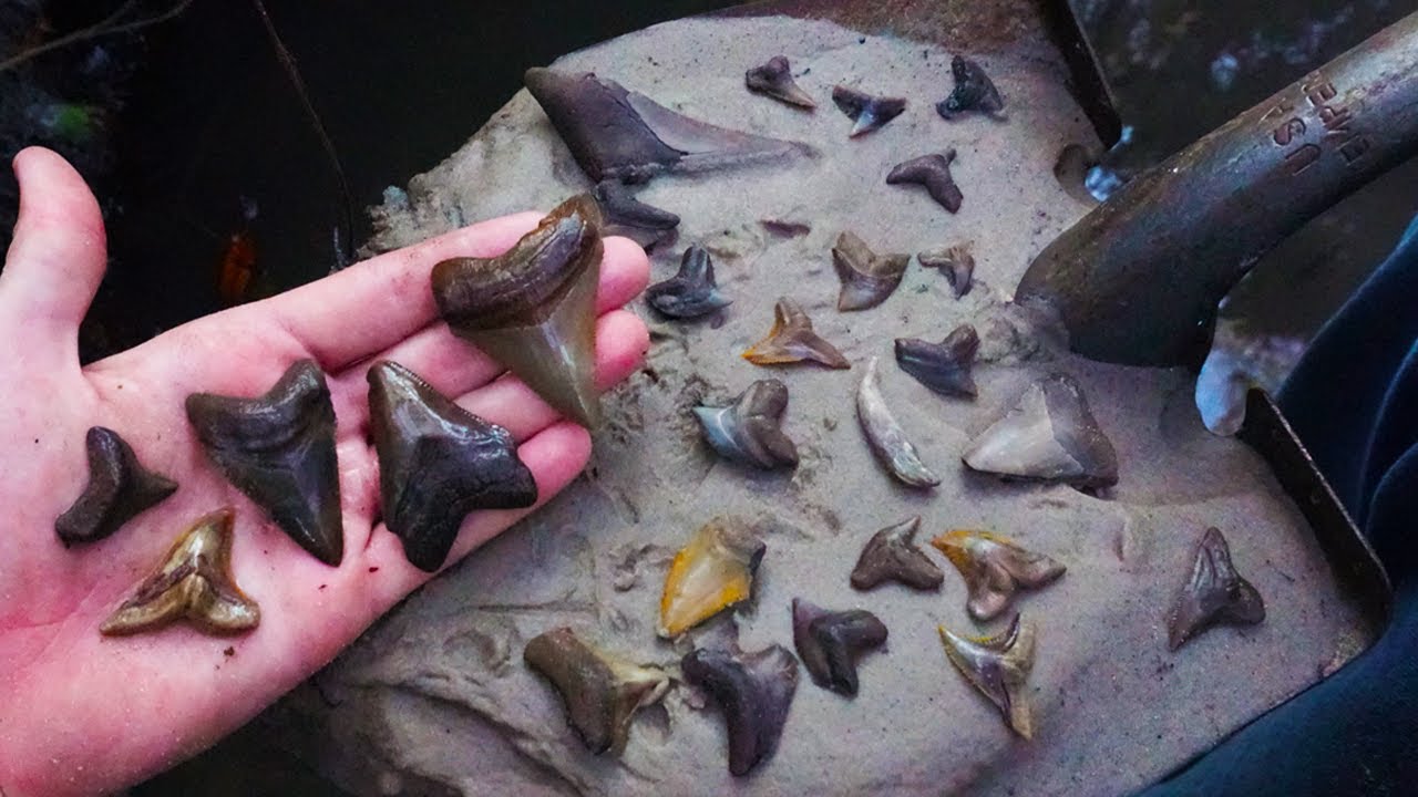 Our Best Shark Tooth Hunting Creek | Florida Fossil Hunting Episode 15