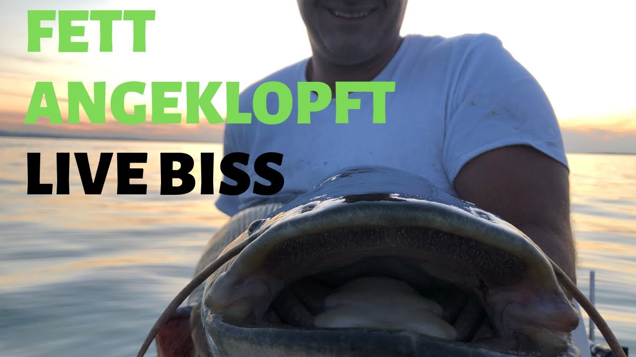 Angeklopft Live Biss auf Wels am Bodensee