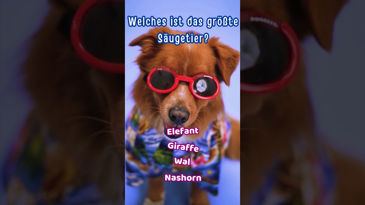 Das GR&Ouml;&szlig;TE S&auml;ugetier der WELT! #allgemeinwissen #deutschlernen #kinder #kinderfreundlich