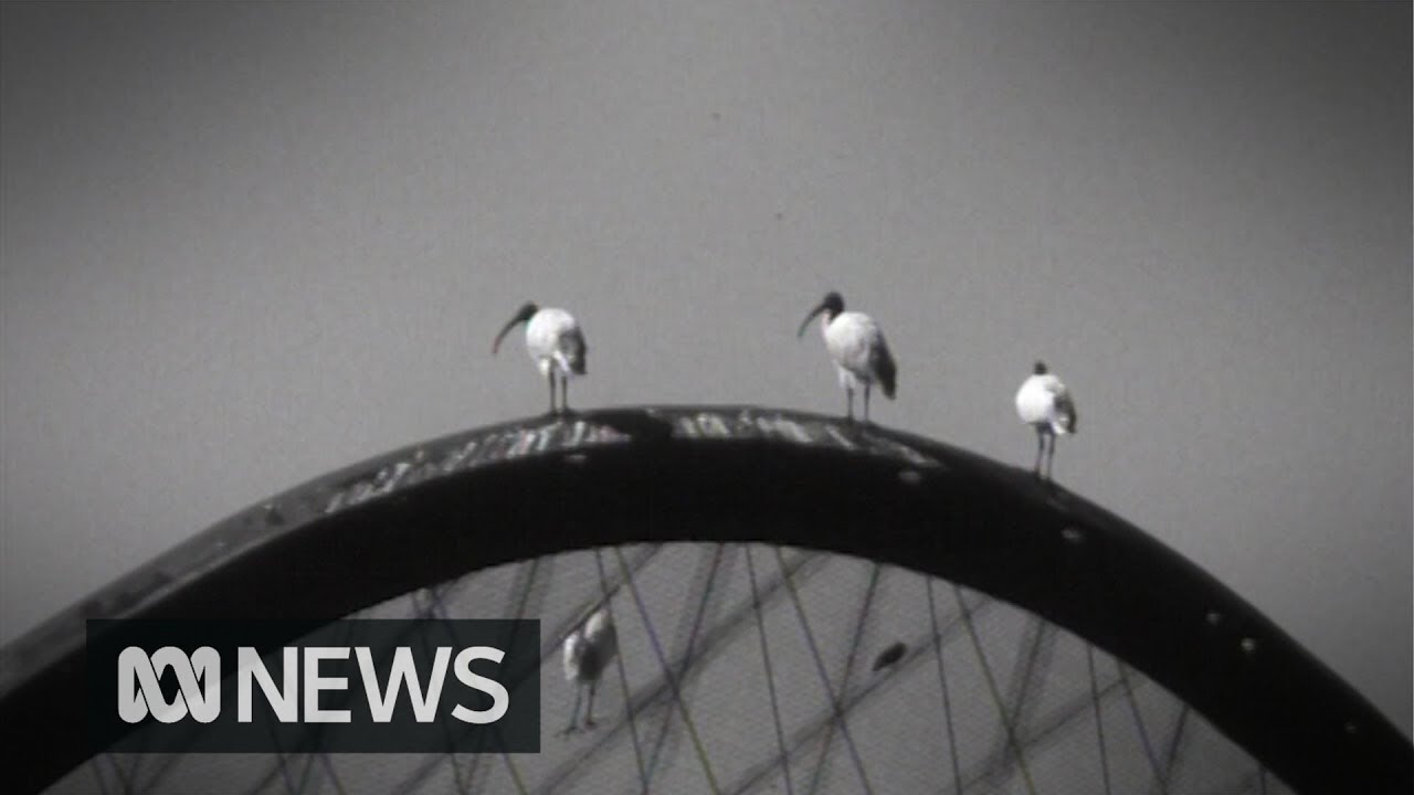 Taronga Zoo's ibis relocation program to Sydney Harbour (1973) | RetroFocus