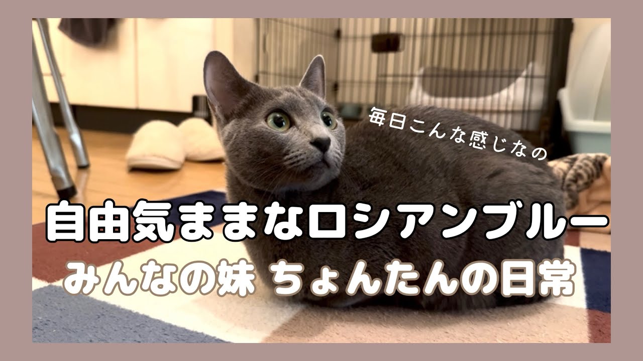ロシアンブルーの日常【ロシアンブルーのちょんたん】