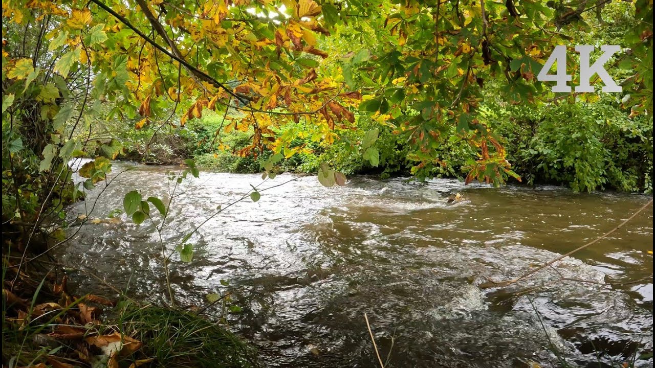 Шум реки 🌊 Звуки природы в лесу 🌲