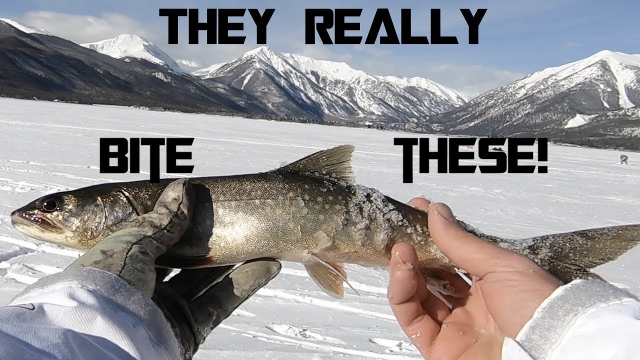 PICKY LAKE TROUT EAT SMALL TUBES! (Part 1)