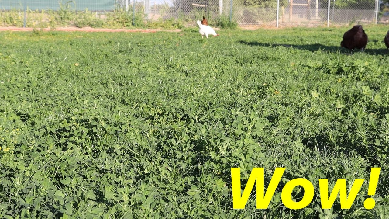 The Perfect Desert Pasture | U-pick Begins!
